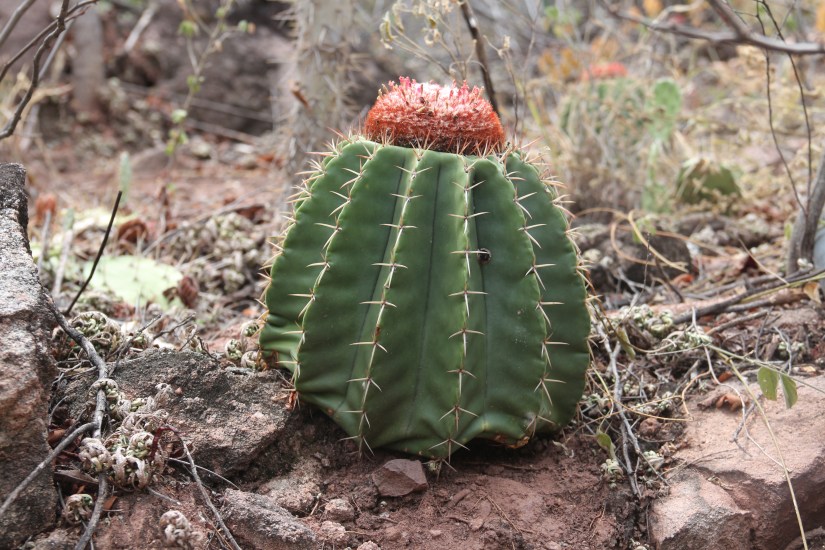Melocactus pescaderensis